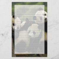 Bébés panda géant (Ailuropoda melanoleuca)