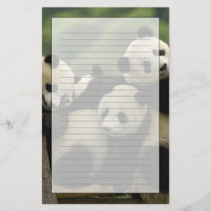 Papeterie Bébés panda géant (Ailuropoda melanoleuca)