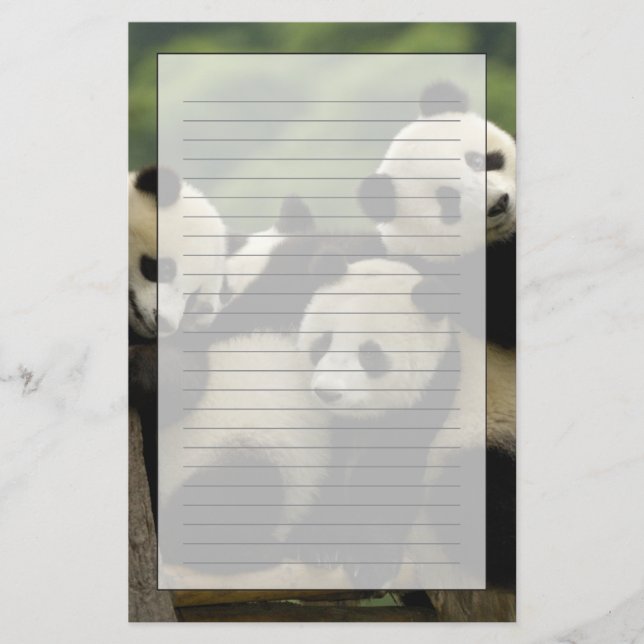 Papeterie Bébés panda géant (Ailuropoda melanoleuca) (Devant)