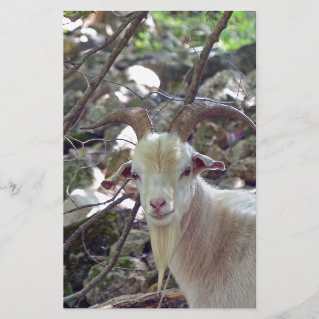 Papeterie Billy Goat (Devant)