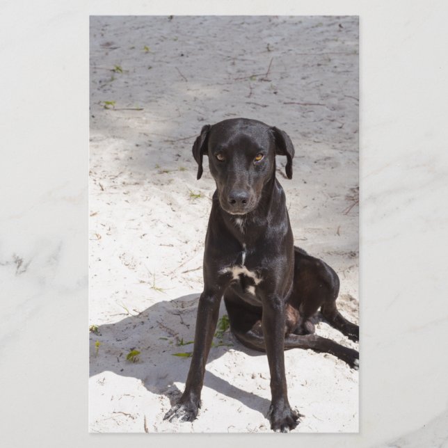 Papeterie Black dog avec evil eye (Devant)
