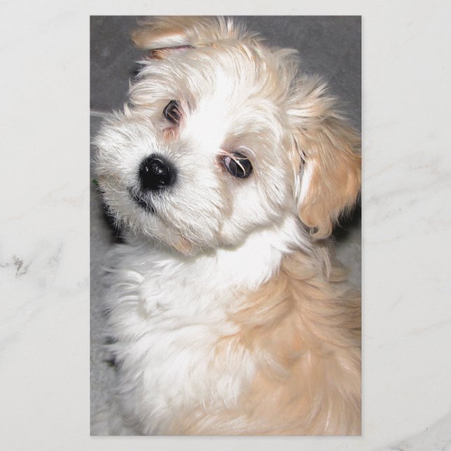 Papeterie Blanc bronzage de chiot de délivrance de Havanese (Devant)