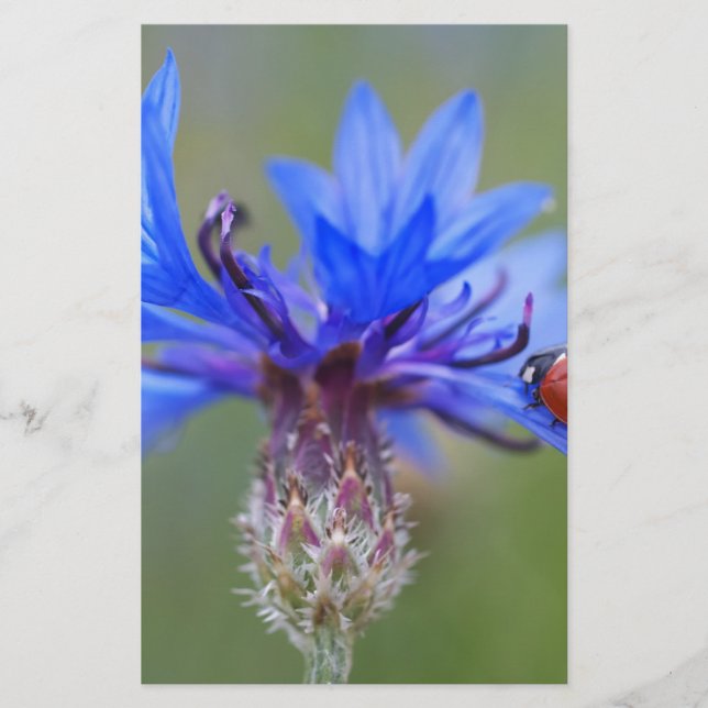 Papeterie Blue Blossoms Ladybug Peace Love Destiny Art Vine (Devant)