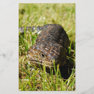 Papeterie Blue Tongue Lizard Creeping