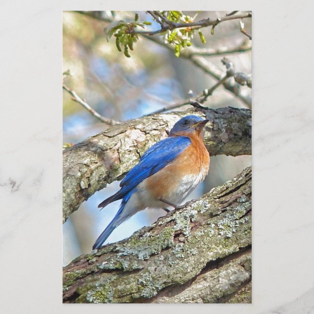 Papeterie Bluebird (Devant)