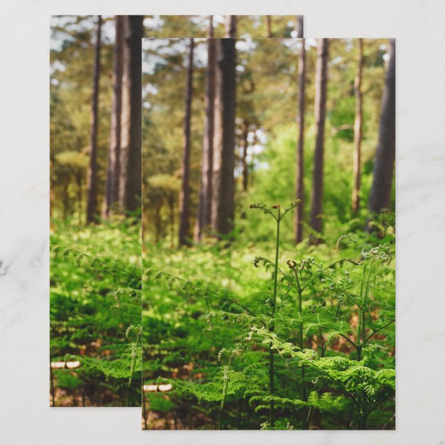 Papeterie Bois de fougères magnifique (Devant / Derrière)