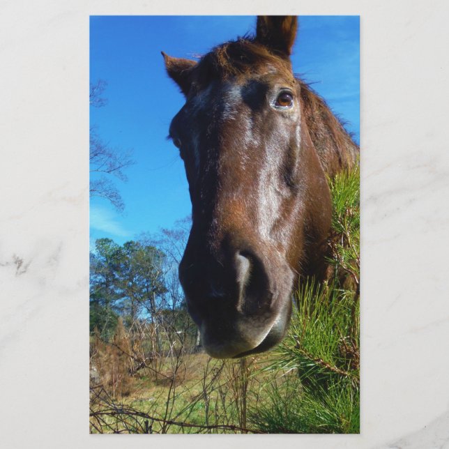 Papeterie Brown et crème Couleur Cheval bleu ciel (Devant)
