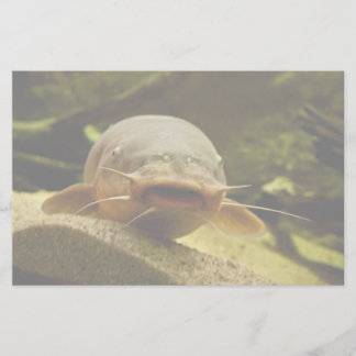 Papeterie Catfish