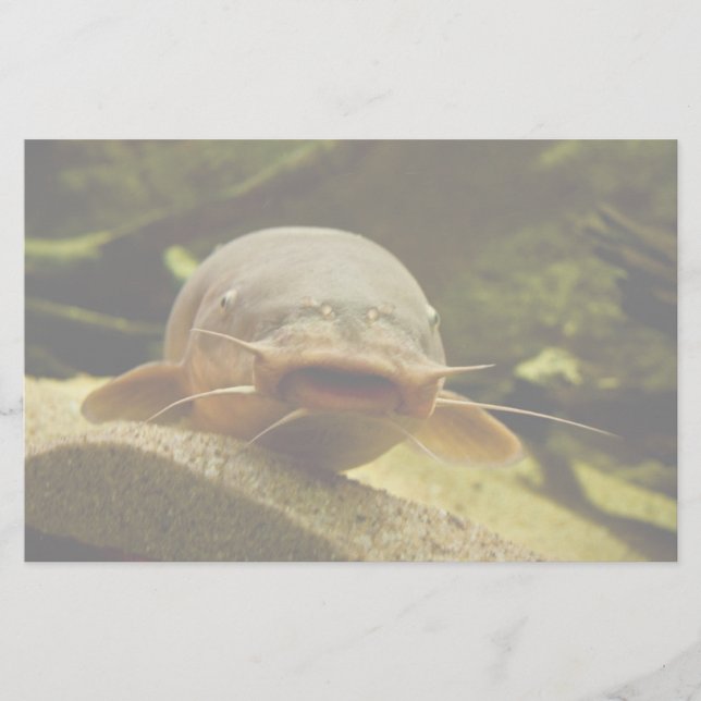Papeterie Catfish (Devant)