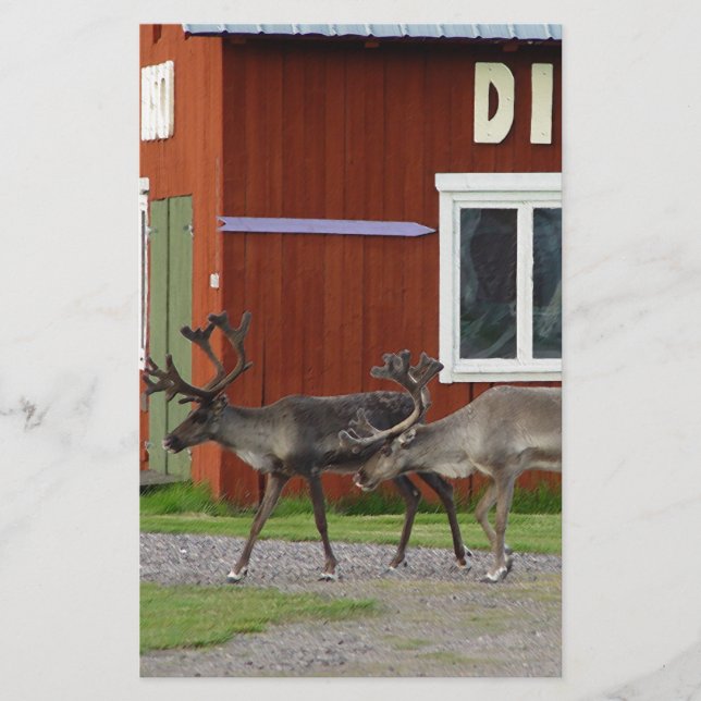 PAPETERIE CERFS COMMUNS DE DISCO (Devant)