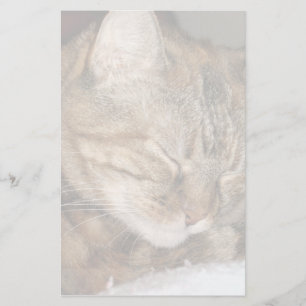 Papeterie Chat