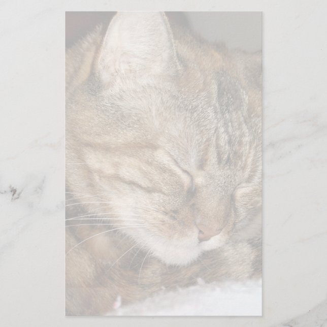 Papeterie Chat (Devant)