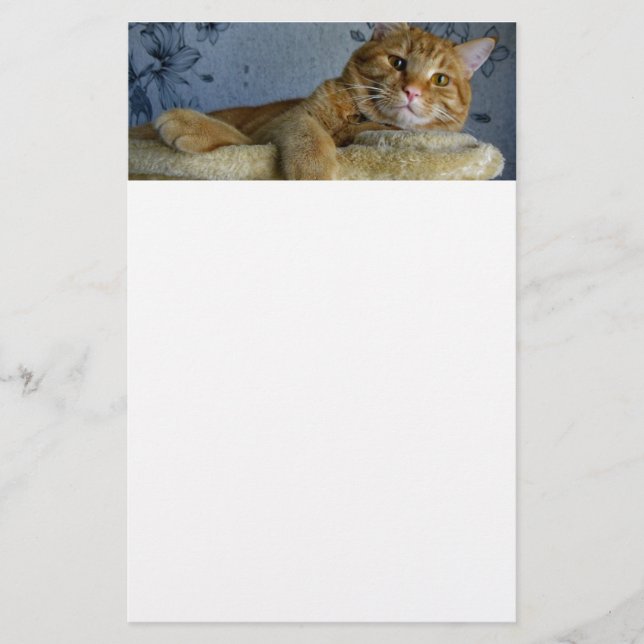 Papeterie Chat de détente (Devant)