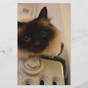 Papeterie Chat Siamois Mignon Animal de compagnie Rêve Ronro