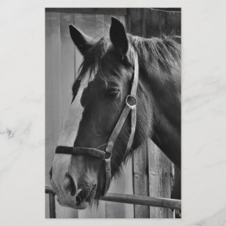 Papeterie Cheval noir blanc - Art de photographie animalière