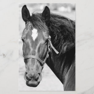 Papeterie Cheval noir et blanc