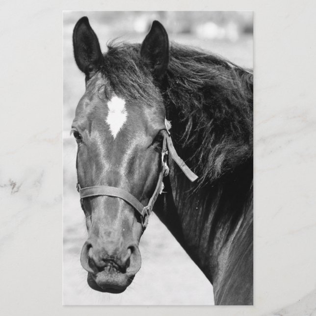 Papeterie Cheval noir et blanc (Devant)