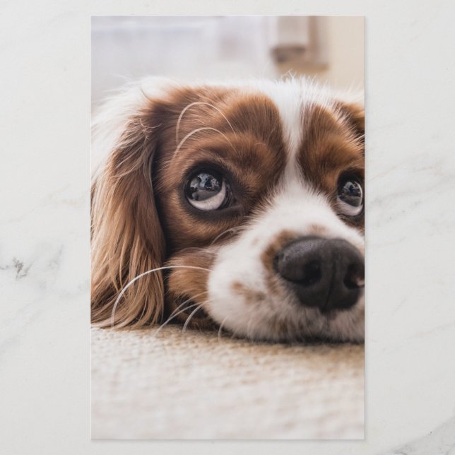 Papeterie Chien Espagnol Coqueur Triste (Devant)