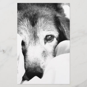 Papeterie chien mignonne sur le lit noir blanc