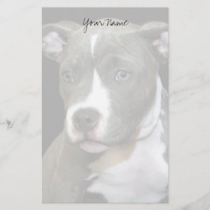 Papeterie Chiot de Pitbull stationnaire