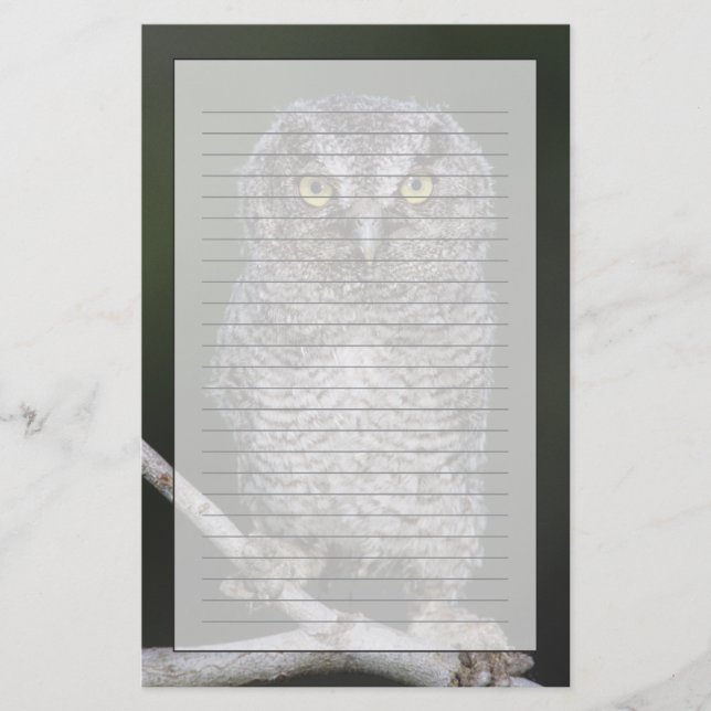 Papeterie Chouette à cris de l'Est, Megascops asio, Otus 2 (Devant)