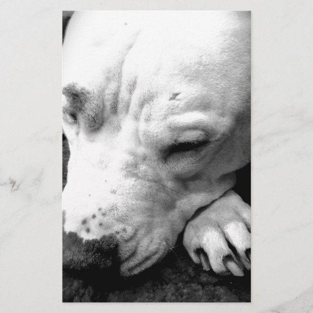Papeterie cicatrice de harry potter chien pit bull blanc (Devant)