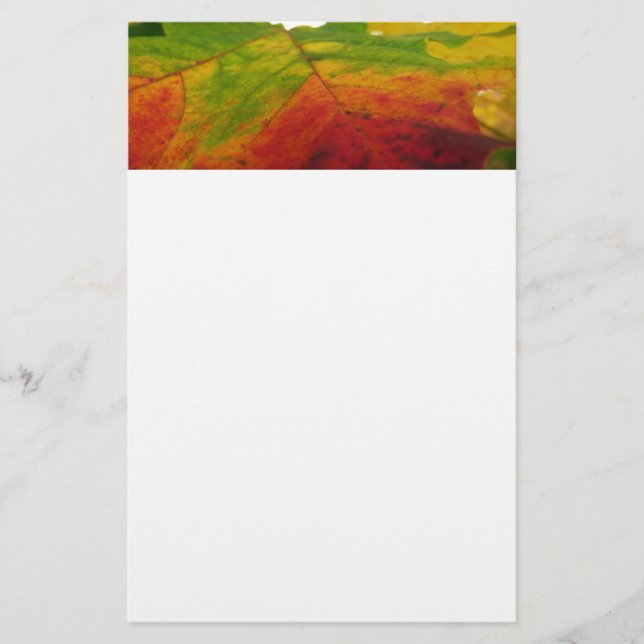 Papeterie Couleurs de la feuille d'érable Photographie de la (Devant)
