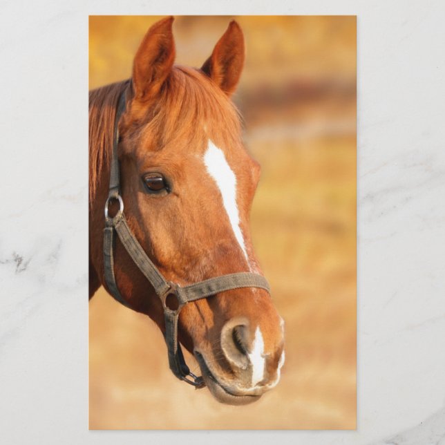 PAPETERIE CUTE HORSE (Devant)