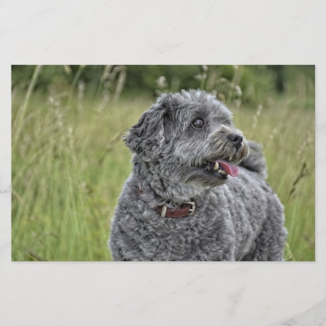 Papeterie Cute Terrier Chien (Devant)