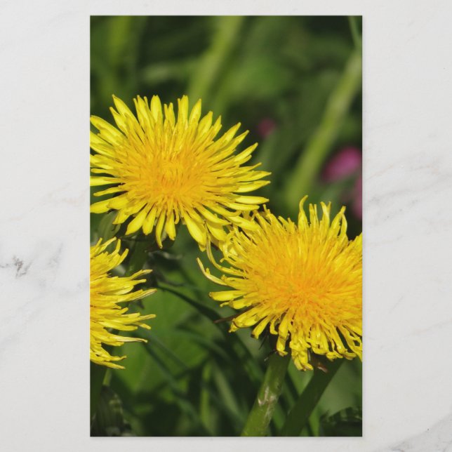 Papeterie Dandelions (Devant)