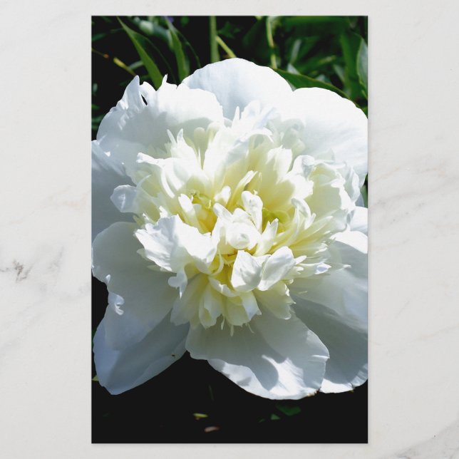Papeterie Elégant blanc peony floral blanc photo (Devant)