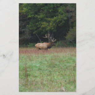 Papeterie Elk à 8 points à l'automne