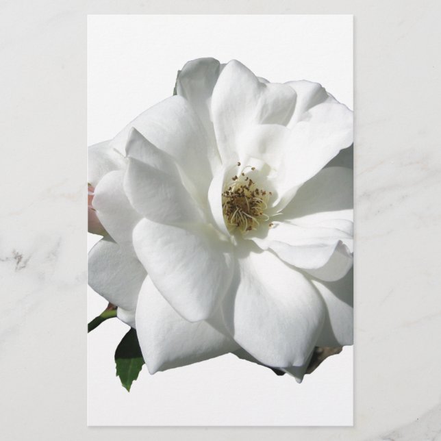 Papeterie Fête de Mariage aux Roses Blanches Floraison du De (Devant)