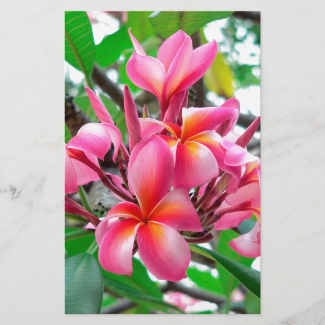 Papeterie Fleur de Frangipani (Plumeria) (Devant)