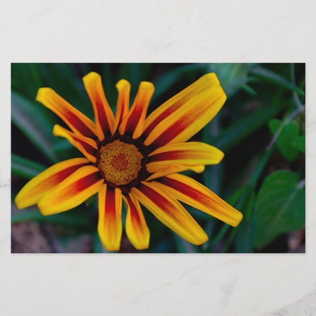 Papeterie Fleur de Gazania (Devant)