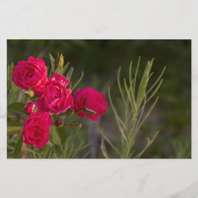 Papeterie Fleur rose (Devant)