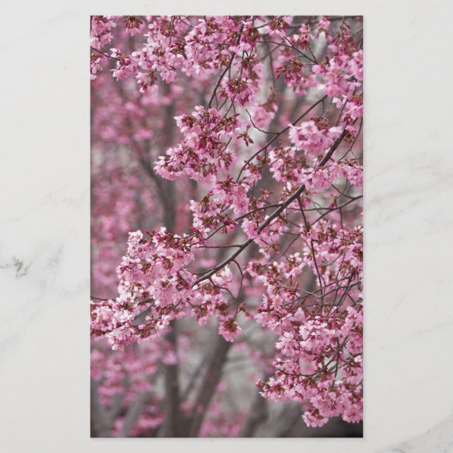 Papeterie Fleurs de cerisier Sakura rose flottant (Devant)