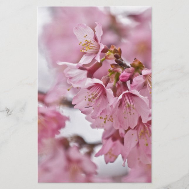 Papeterie Fleurs de cerisier Sakura rose pâle (Devant)