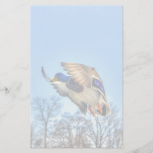 Papeterie Flying Mallard Duck Drake Wildlife Photo