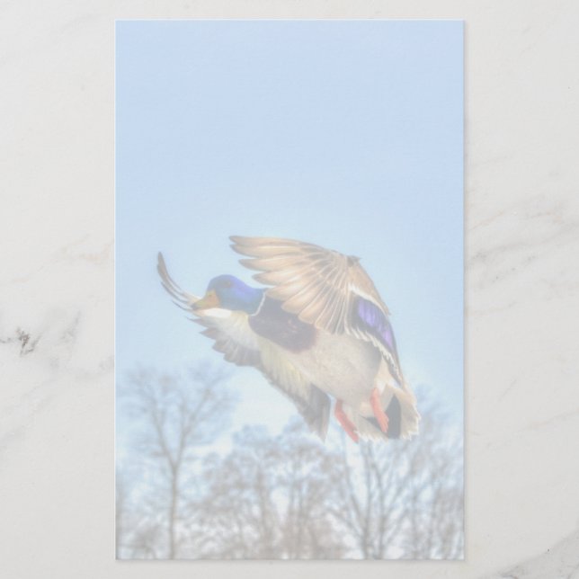 Papeterie Flying Mallard Duck Drake Wildlife Photo (Devant)