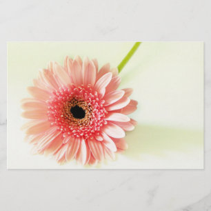 Papeterie Gerbera Daisy