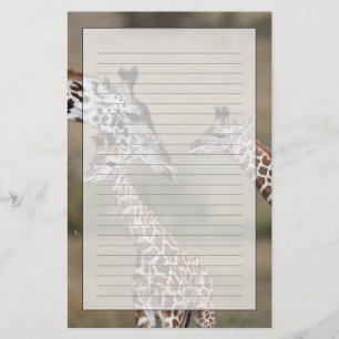 Papeterie Girafe maasaï (Giraffa tippelskirchi)