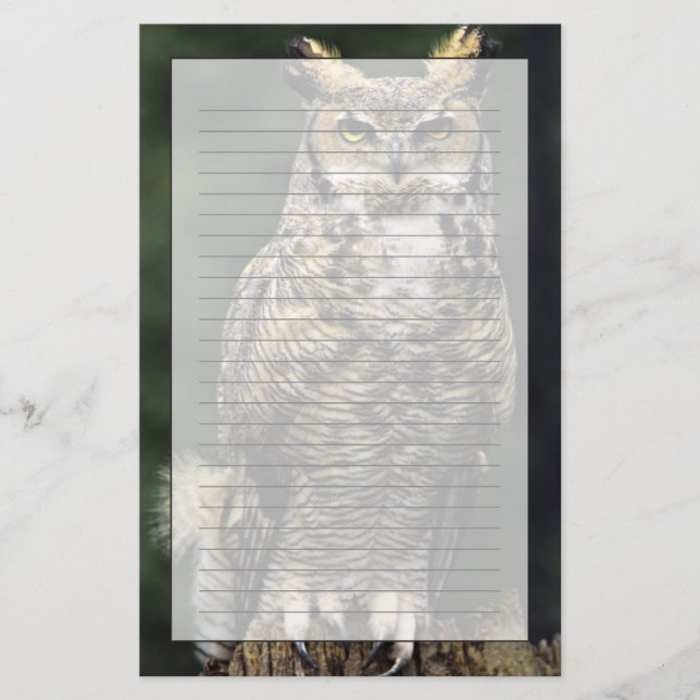 Papeterie Grand-duc d'Amérique (Bubo virginianus), corps ent (Devant)