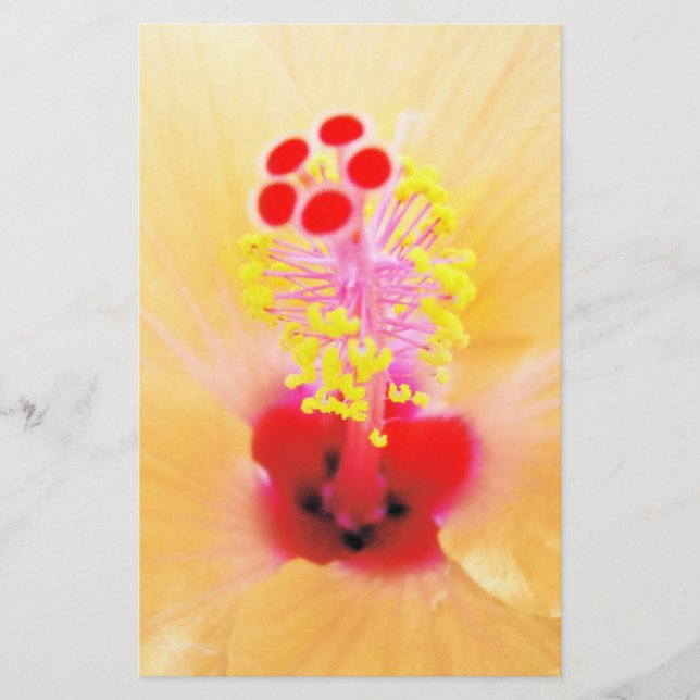 Papeterie Hibiscus (Devant)