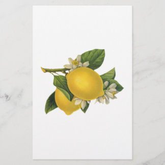 Papeterie Illustration vintage de citrons
