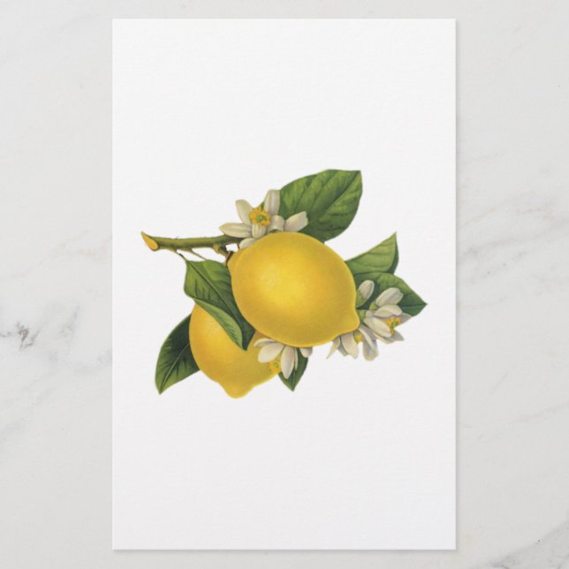 Papeterie Illustration vintage de citrons (Devant)