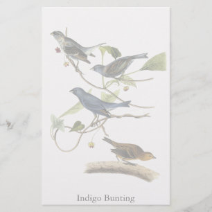 Papeterie Impression de Bunting Indigo Audubon