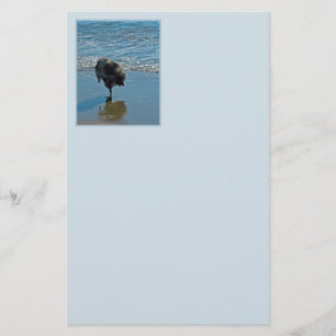 Papeterie Keeshond Ballet Photographie - Joli chien d'origin