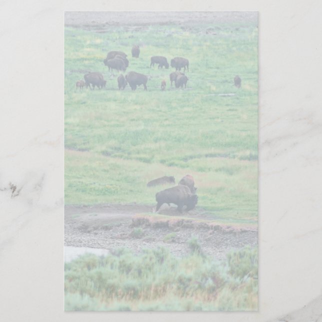 Papeterie Le bison américain (Devant)