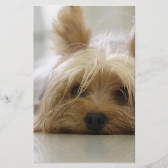 Papeterie le visage mignon de chien d'animal familier de (Devant)